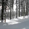 Langlauf Schauinsland